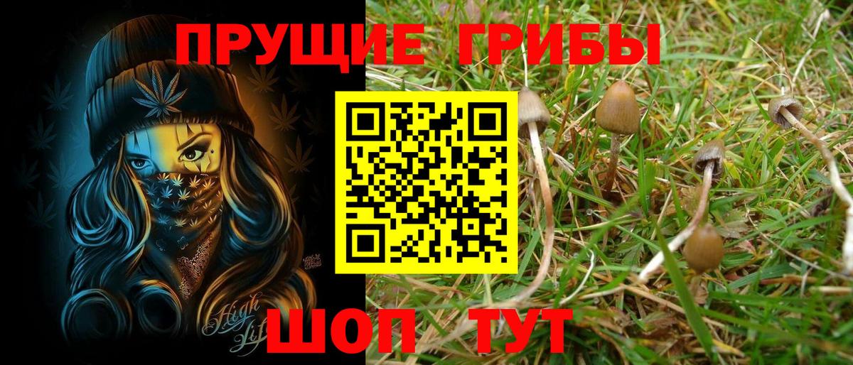 где купить наркоту  Вход с VPN  Саров  Псилоцибиновые грибы Psilocybine cubensis 